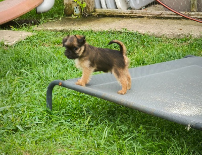 Les chiots de Griffon bruxellois