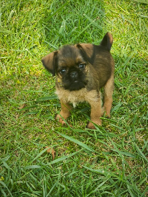 Les chiots de Griffon bruxellois