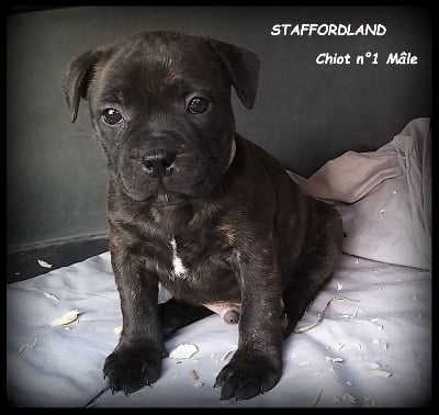 Les chiots de Staffordshire Bull Terrier