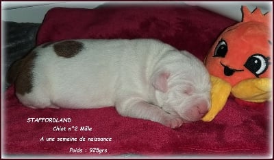 CHIOT 2 - Staffordshire Bull Terrier