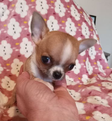 Les chiots de Chihuahua