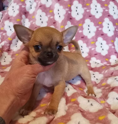 Les chiots de Chihuahua