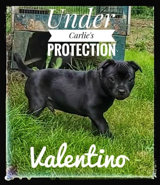 Valentino - Staffordshire Bull Terrier