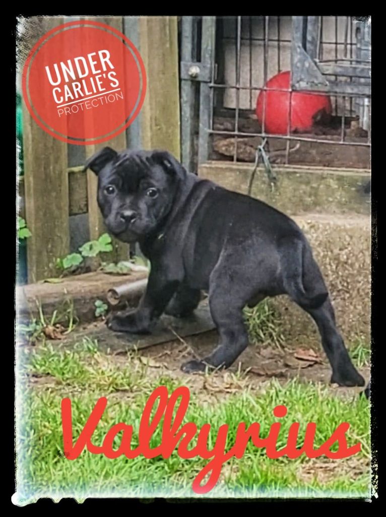 Valkyrius - Staffordshire Bull Terrier