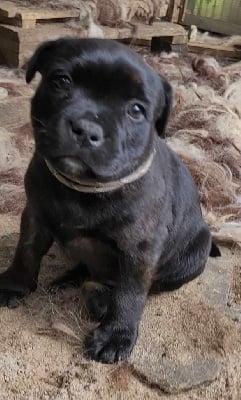 Les chiots de Staffordshire Bull Terrier