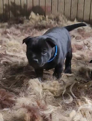 Les chiots de Staffordshire Bull Terrier