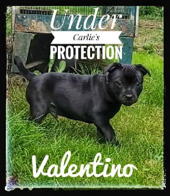 Valentino - Staffordshire Bull Terrier