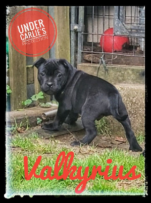 Valkyrius - Staffordshire Bull Terrier