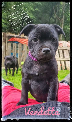 Les chiots de Staffordshire Bull Terrier