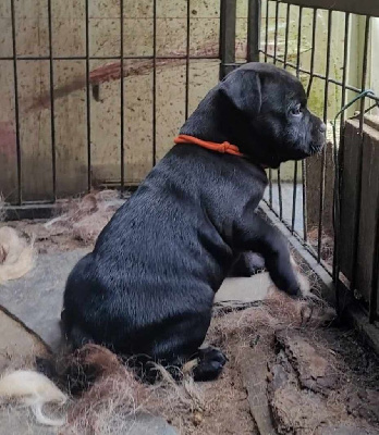 Les chiots de Staffordshire Bull Terrier