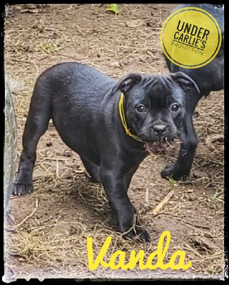 Vanda - Staffordshire Bull Terrier