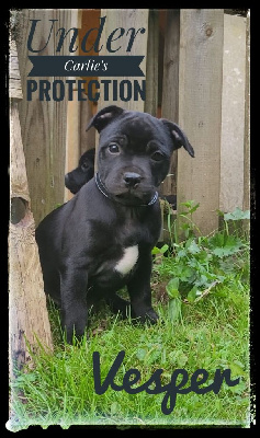 Vesper - Staffordshire Bull Terrier