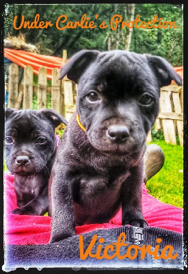 Les chiots de Staffordshire Bull Terrier