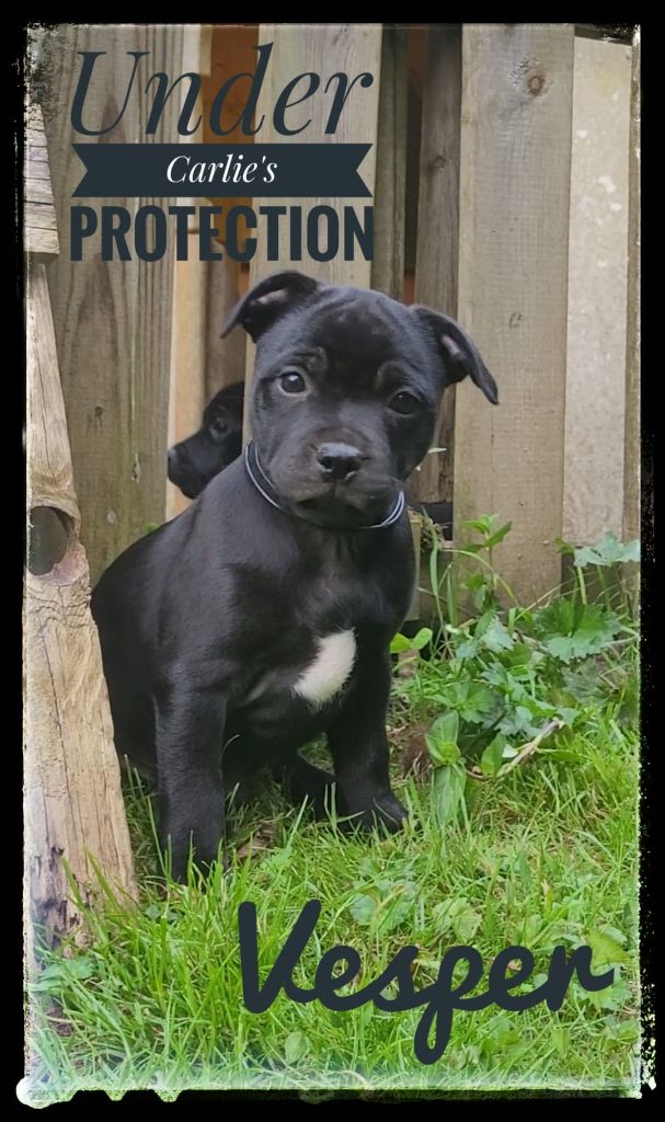 Vesper - Staffordshire Bull Terrier