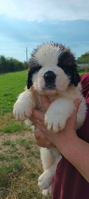 Les chiots de Chien du Saint-Bernard