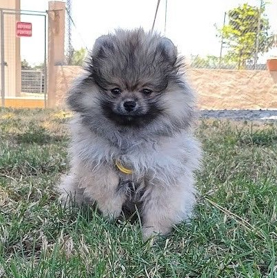 Les chiots de Spitz allemand