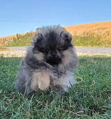 Les chiots de Spitz allemand