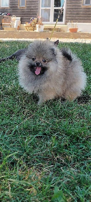 Les chiots de Spitz allemand