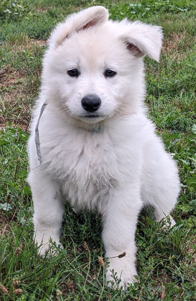 CHIOT 5 - Berger Blanc Suisse