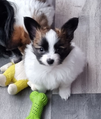 Les chiots de Epagneul nain Continental (Papillon)