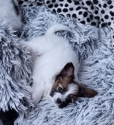 Les chiots de Epagneul nain Continental (Papillon)