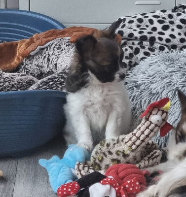 Les chiots de Epagneul nain Continental (Papillon)