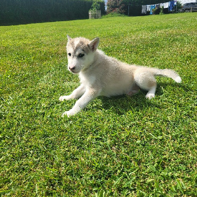 Les chiots de Siberian Husky