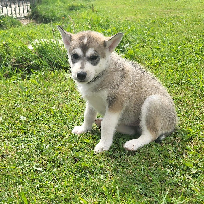 Les chiots de Siberian Husky