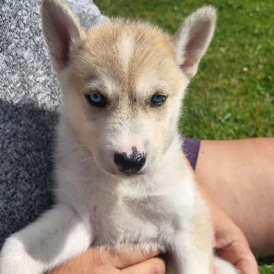 Les chiots de Siberian Husky