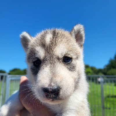 Les chiots de Siberian Husky