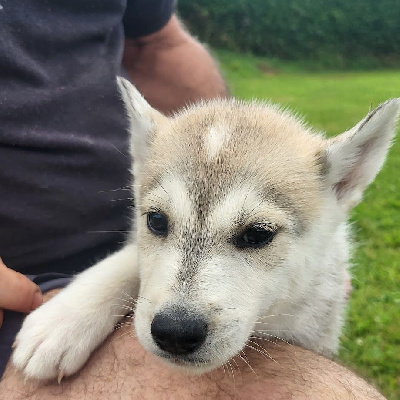 Les chiots de Siberian Husky