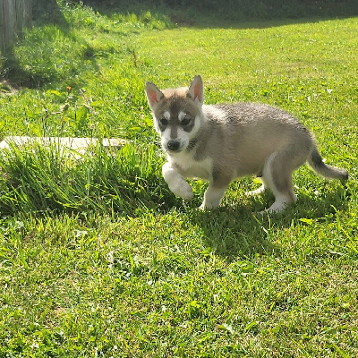 Les chiots de Siberian Husky