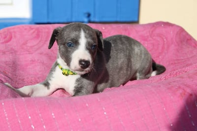 Les chiots de Whippet