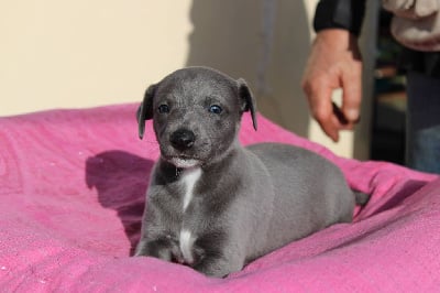 Les chiots de Whippet