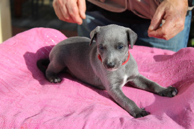 Les chiots de Whippet