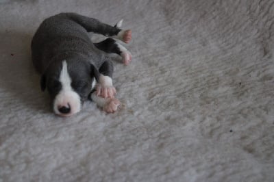 Les chiots de Whippet