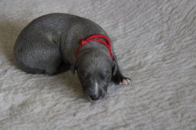 Les chiots de Whippet