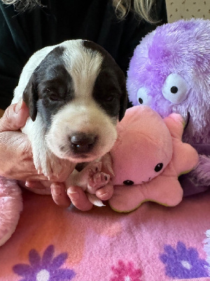 Les chiots de Epagneul Français