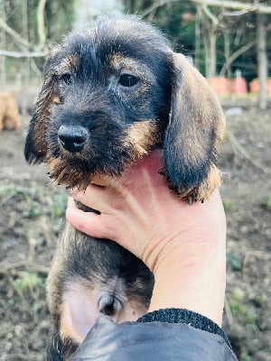 Les chiots de Teckel poil dur