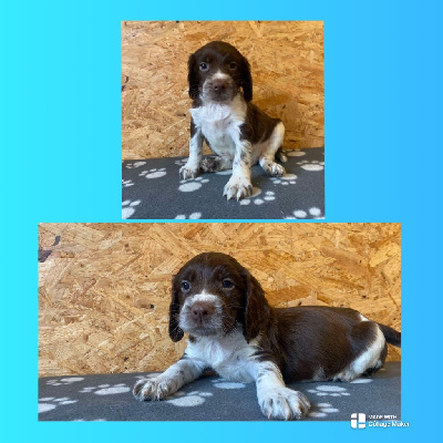 Les chiots de English Springer Spaniel