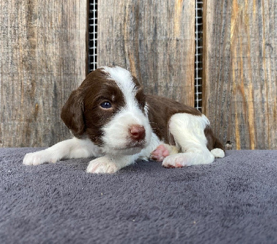 Les chiots de English Springer Spaniel