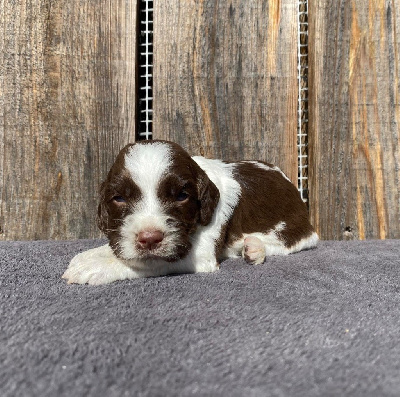 Les chiots de English Springer Spaniel