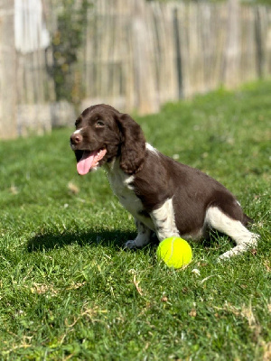 Les chiots de English Springer Spaniel