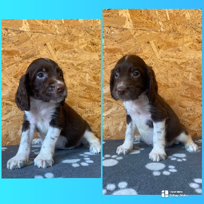 Les chiots de English Springer Spaniel