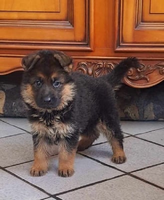 Les chiots de Berger Allemand