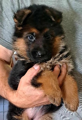 CHIOT 3 - Berger Allemand