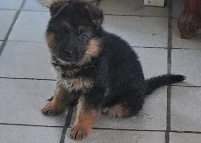 Les chiots de Berger Allemand