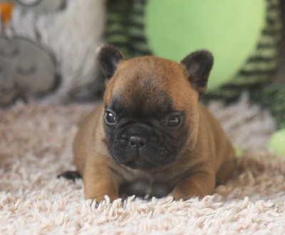 Les chiots de Bouledogue français