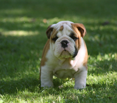 Les chiots de Bulldog Anglais