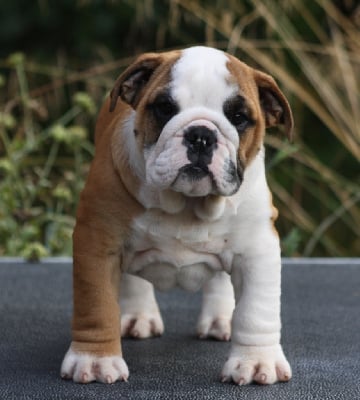 Les chiots de Bulldog Anglais